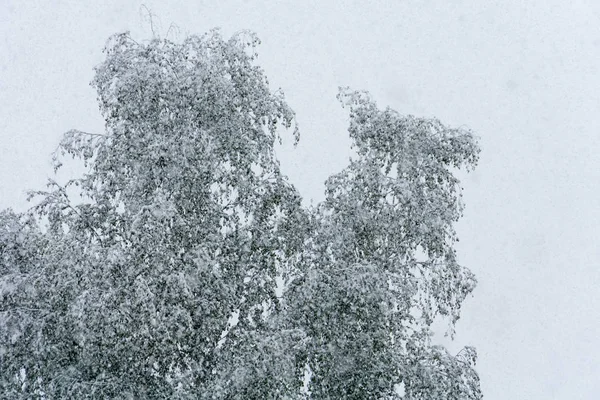 Puut lumisateessa — kuvapankkivalokuva