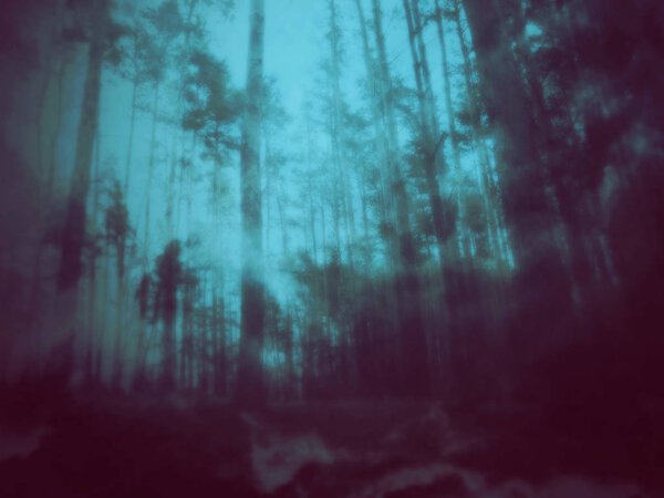 Spooky mystical foggy forest scene in the night.