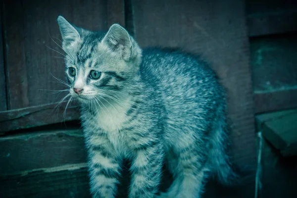 Niedlichen grauen Kätzchen Retro — Stockfoto