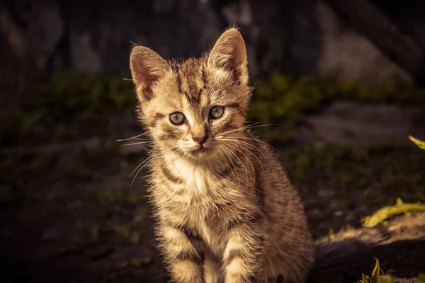 Cute Grey Kitten Retro — Stock Photo, Image