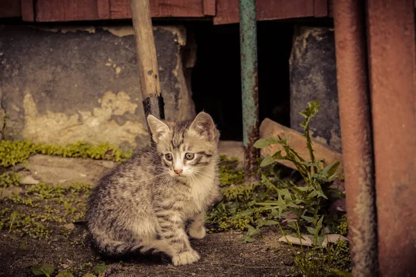 Bonito cinza gatinho retro — Fotografia de Stock