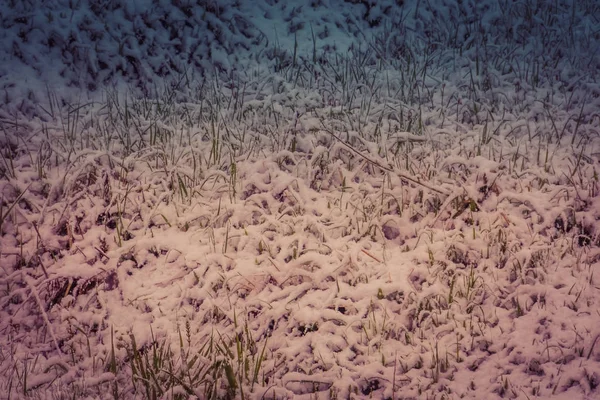 Grass Under Snow — Stock Photo, Image