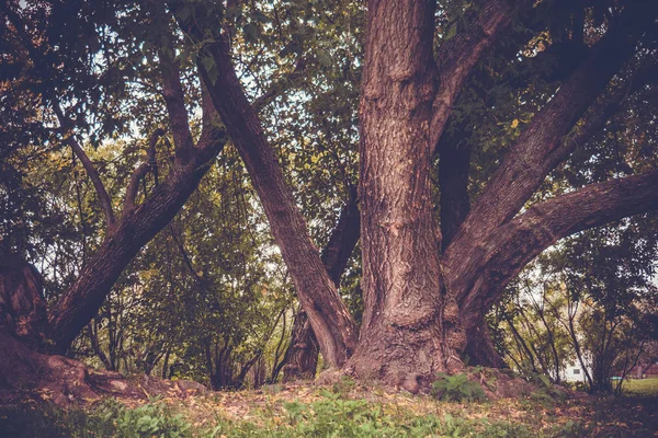 Grüne krumme Bäume im Park retro — Stockfoto