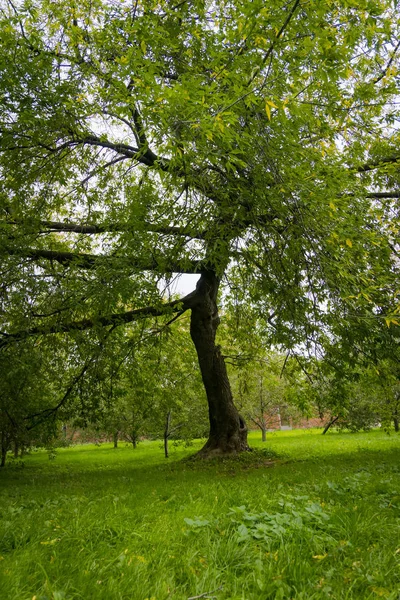 Yeşil ağaçlar parkta yamuk — Stok fotoğraf