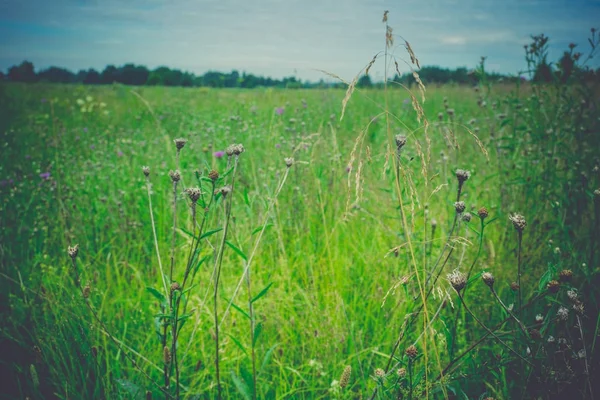 Erba verde prato retrò — Foto Stock