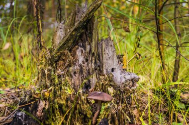 Ormandaki mistik güdük