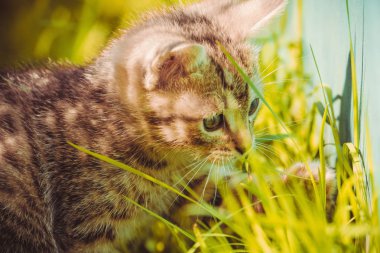 Tabby yavru kedi portre Retro çizgili