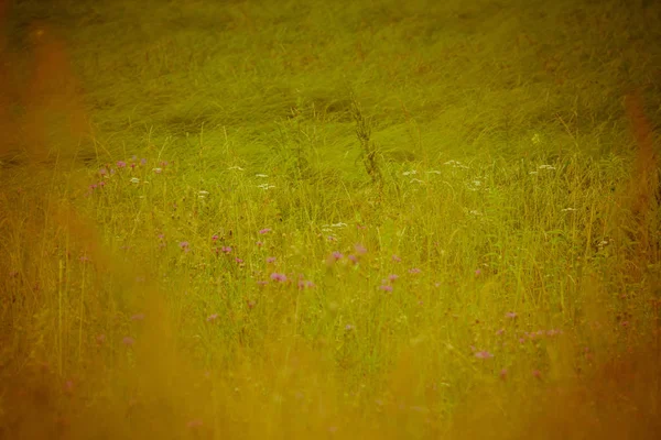 Green Grass Lawn Retro — Stock Photo, Image