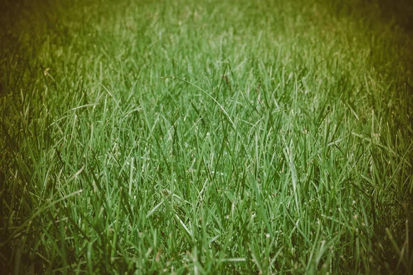 Herbe verte pelouse rétro — Photo