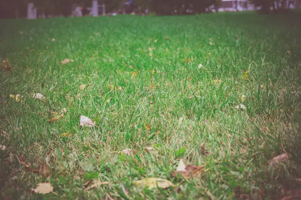 Green Grass Macro Retro — Stockfoto