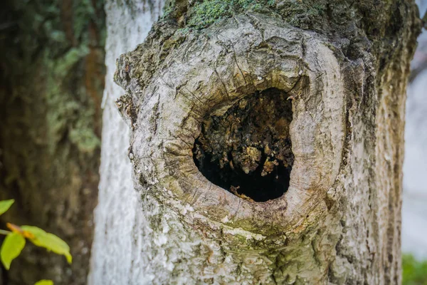 Creux dans l'arbre — Photo