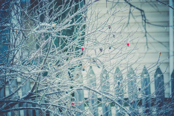 木に空腹な鳥 — ストック写真