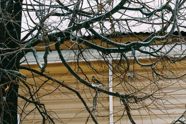 Pájaro hambriento en un árbol —  Fotos de Stock