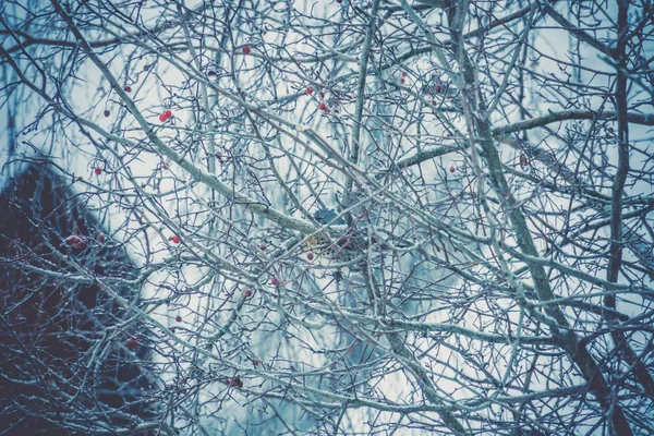 木に空腹な鳥 — ストック写真