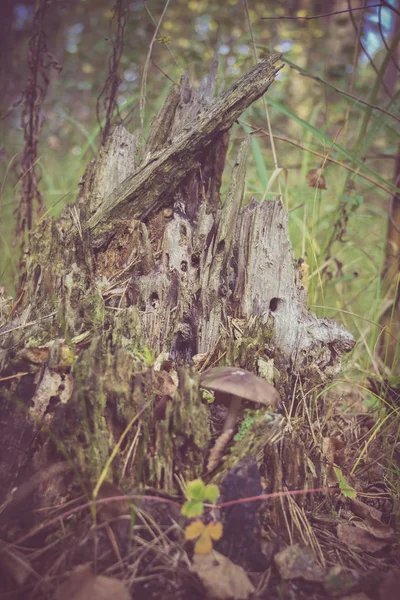 Mystic Stump in the Forest Retro — Stok Foto