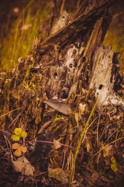 Stump místico na floresta retro — Fotografia de Stock