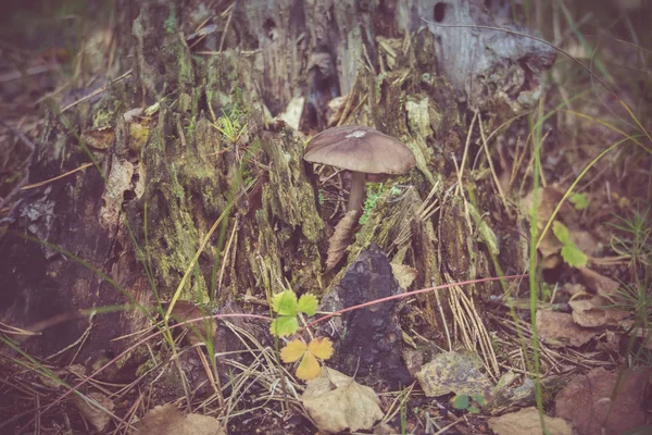 Mystic stomp in de Forest-Retro — Stockfoto