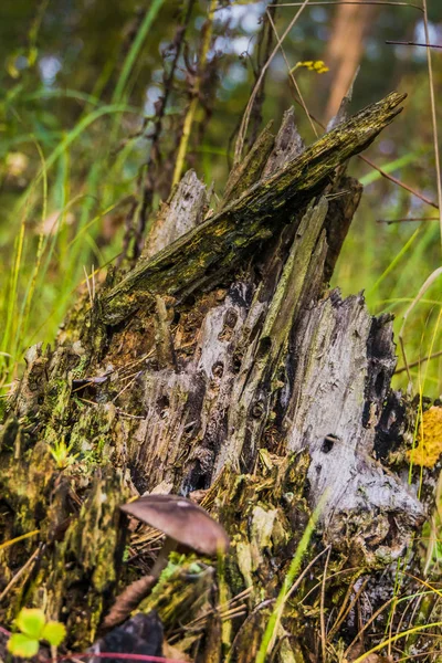 Mystischer Baumstumpf im Wald — Stockfoto