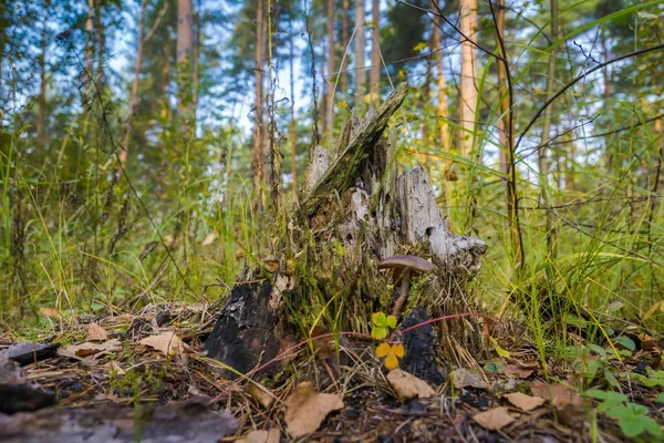 Містик пень в лісі — стокове фото