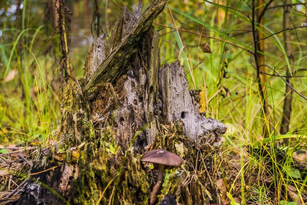 Mystischer Baumstumpf im Wald — Stockfoto