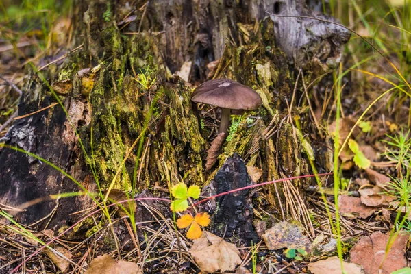 Mystic stomp in het bos — Stockfoto