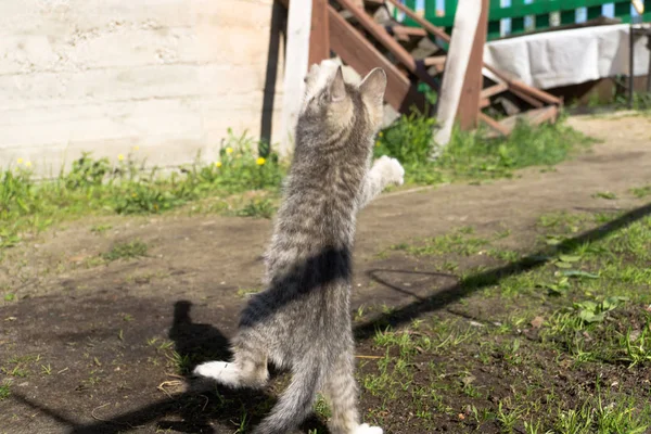 Tabby-Kätzchen spielen draußen — Stockfoto