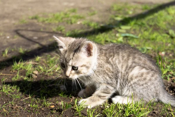 Zaprawa murarska kotek grać poza — Zdjęcie stockowe