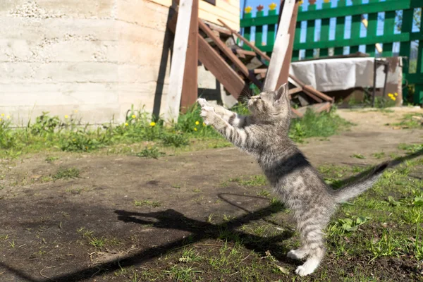 Tříbarevné kotě si hrát ven. — Stock fotografie