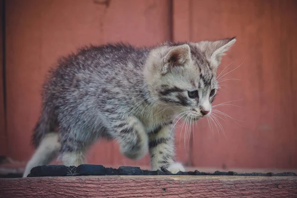Lindo gatito gris retro — Foto de Stock