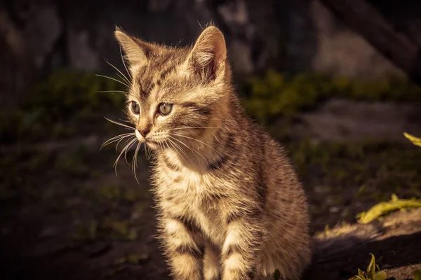 Bonito cinza gatinho retro — Fotografia de Stock