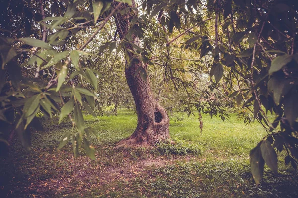 Green krzywe drzewa w parku Retro — Zdjęcie stockowe