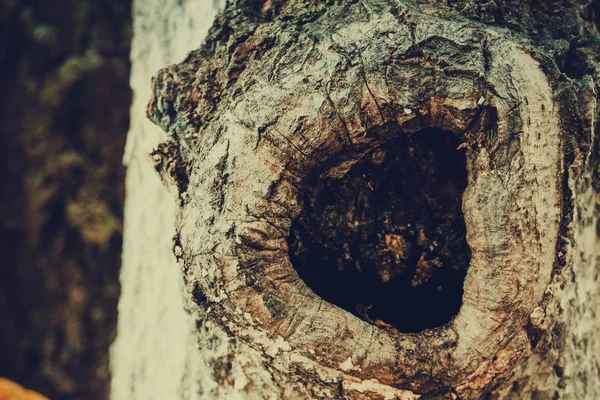 Oco na árvore filtrada — Fotografia de Stock