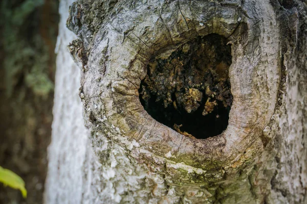 Leegte in de boom — Stockfoto