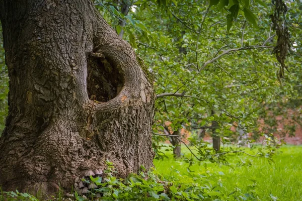 Creux dans l'arbre — Photo