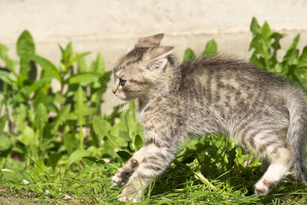 Tabby Kitten Play Outside — Stock Photo, Image