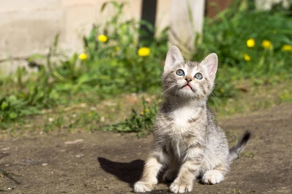 Tabby Kitten Play Outside — Stock Photo, Image