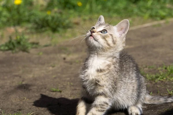 Cyperse Kitten spelen buiten — Stockfoto