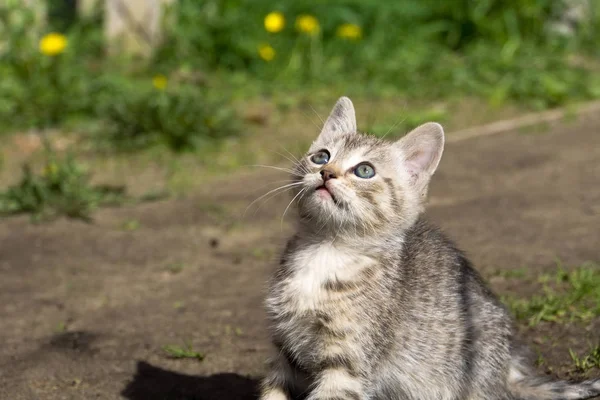 Cyperse Kitten spelen buiten — Stockfoto