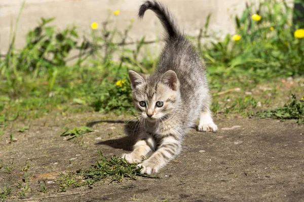 Tabby kattunge spela utanför — Stockfoto