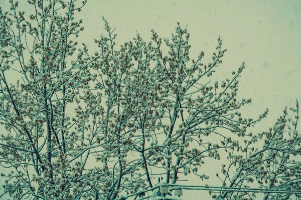 降雪レトロの木 — ストック写真