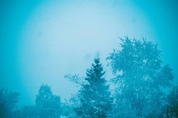 Деревья в снегопаде — стоковое фото