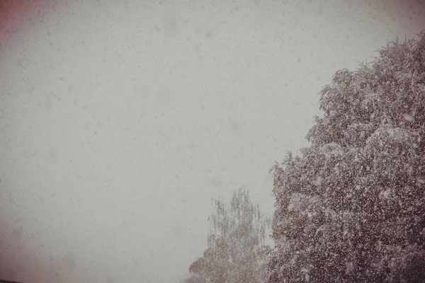 Alberi in nevicata Retro — Foto Stock