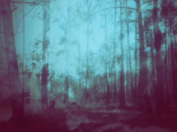 Scena misteriosa foresta — Foto Stock