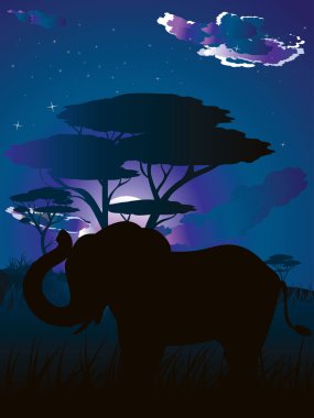 Fil ile Afrika gecelerinde