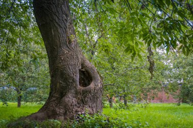 Ağaçtaki boşluk.