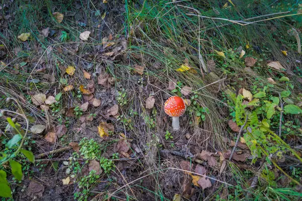 Η Amanita στο δάσος — Φωτογραφία Αρχείου