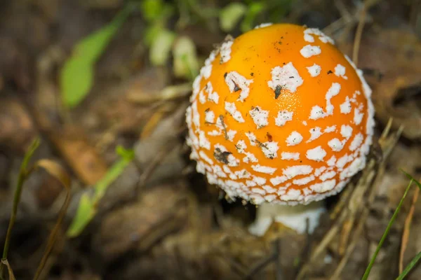 Amanita im Wald — Stockfoto