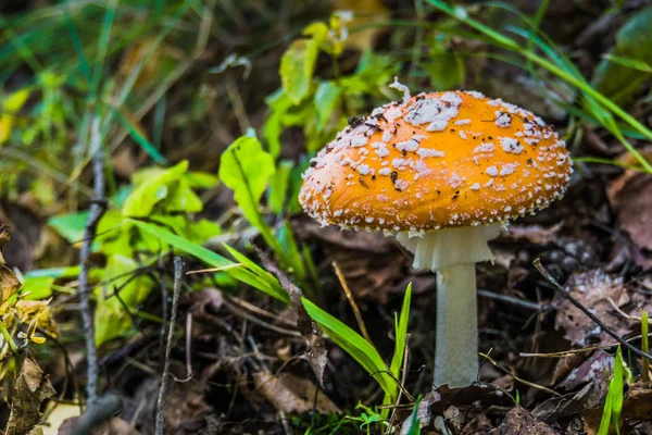 Amanita in the Forest — Stock Photo, Image