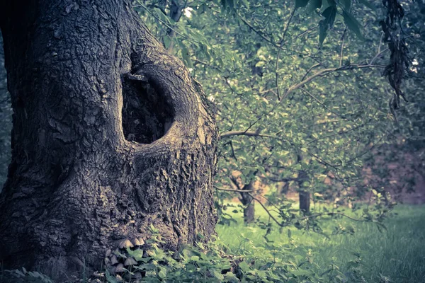 Κοίλα στο δέντρο φιλτραρισμένα — Φωτογραφία Αρχείου