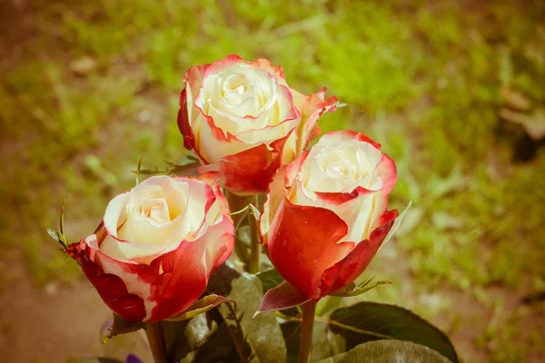 Růžové růže bilé Retro — Stock fotografie